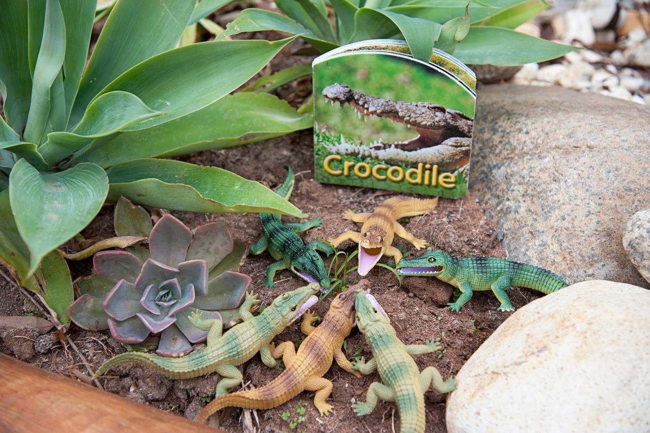 crocodiles | Young Adventurers Child Care